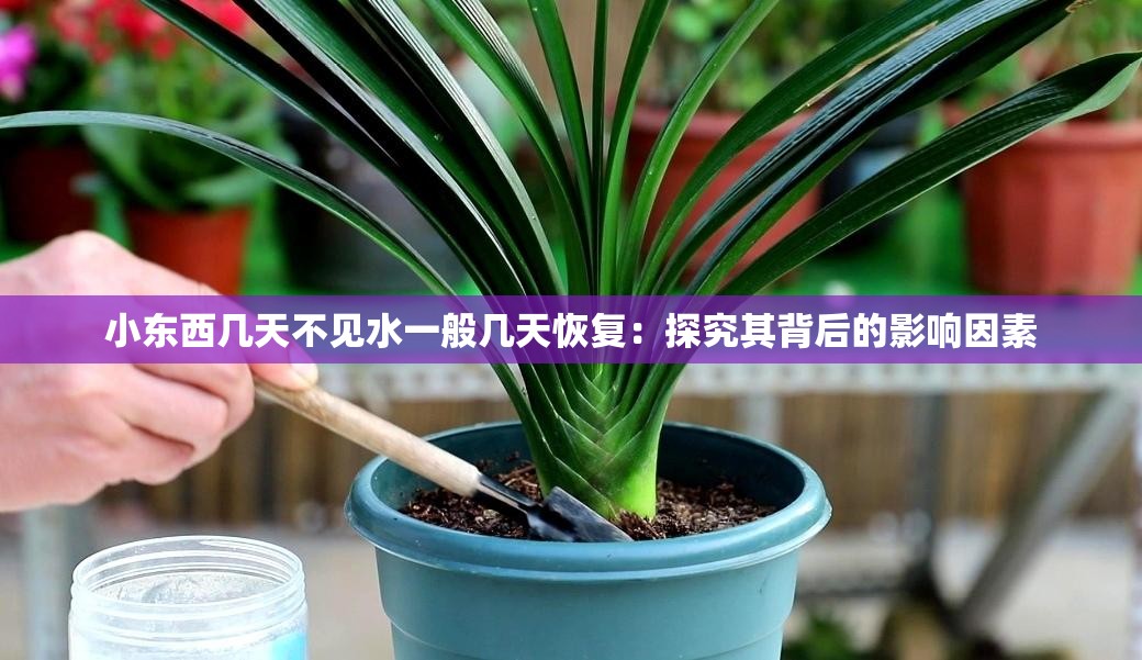 小东西几天不见水一般几天恢复：探究其背后的影响因素