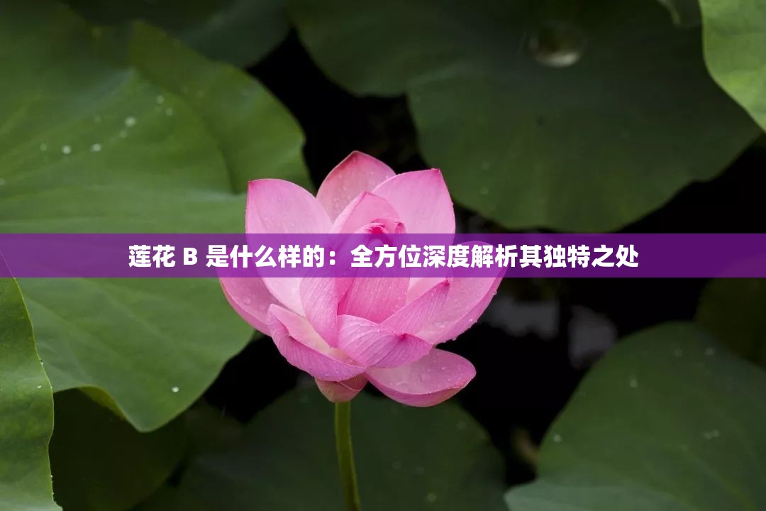 莲花 B 是什么样的：全方位深度解析其独特之处