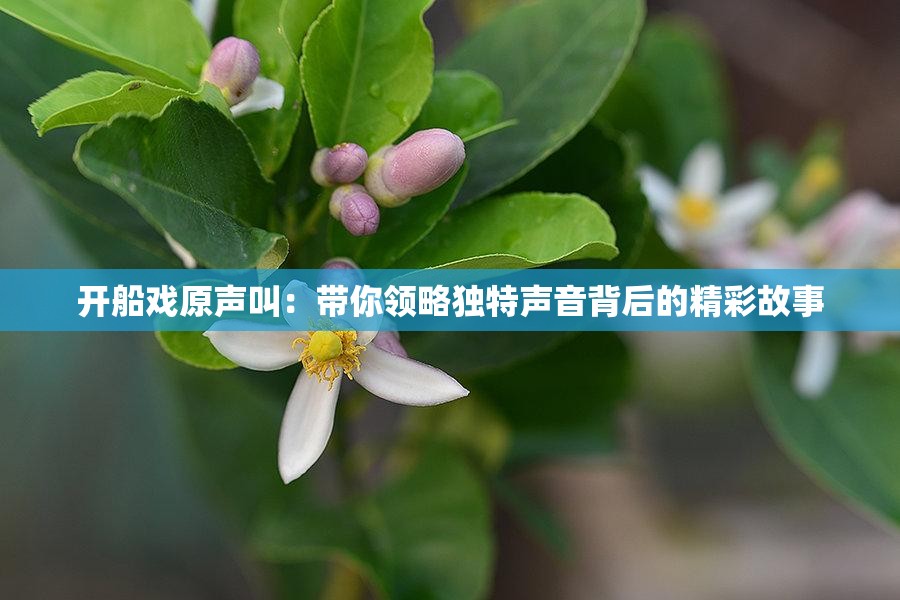 开船戏原声叫：带你领略独特声音背后的精彩故事